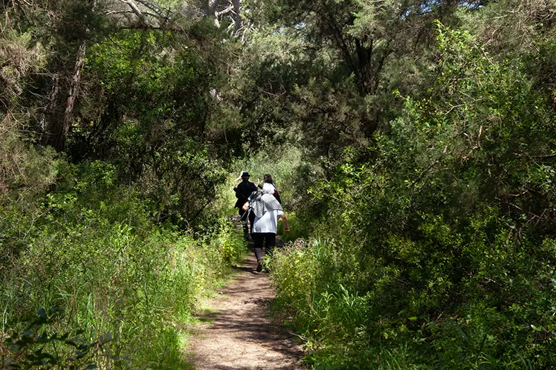 Several people walking along a forest path