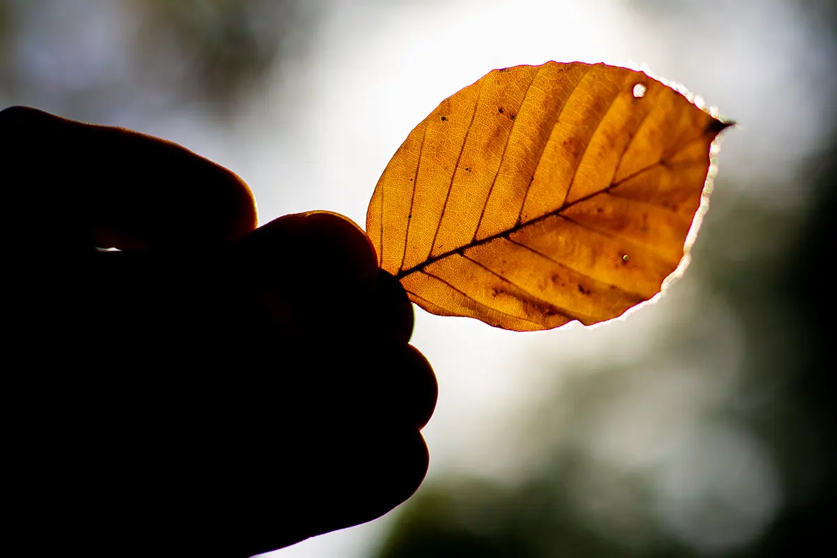 yellow leaf held in hands
